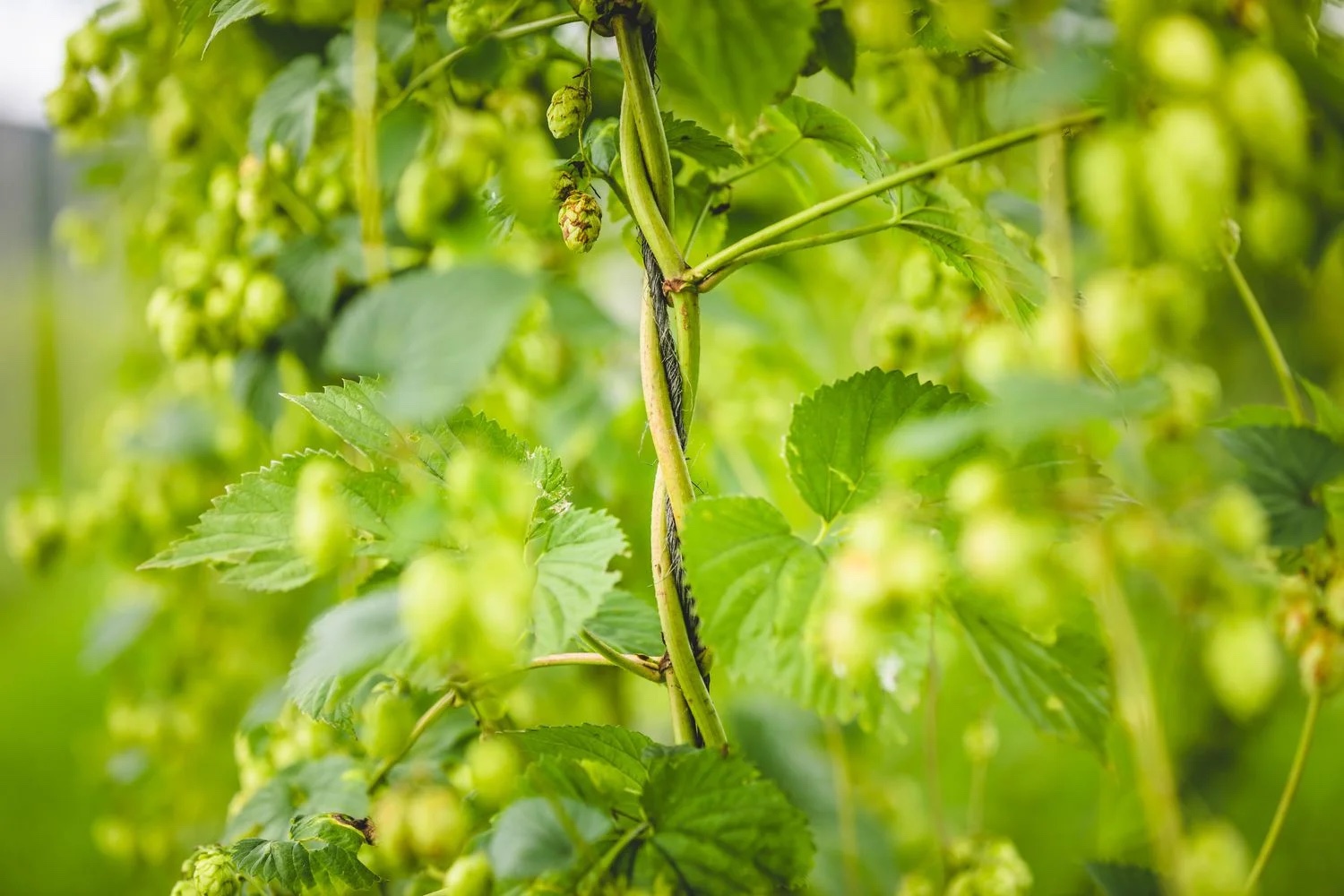 Hopfen, die Rankpflanze an den Pawlatschen